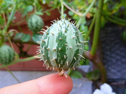 [P1000428[10].jpg]
